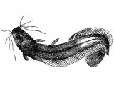 Fish of the Sea of Galilee, (Clarias macracanthus)